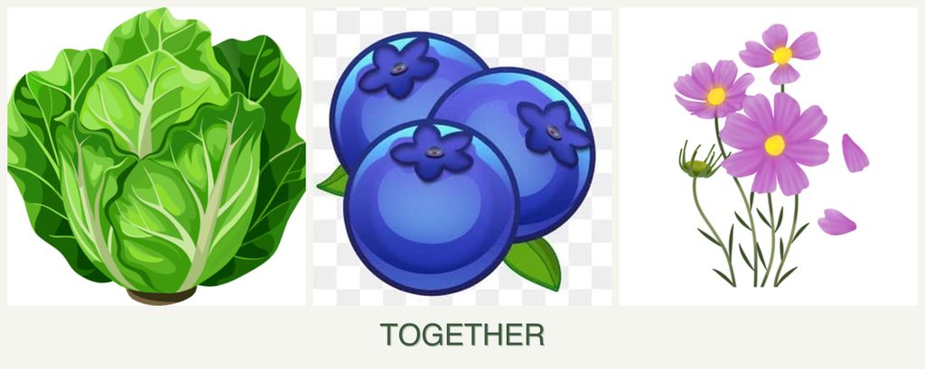 Can you plant lettuce, blueberries and cosmos together?