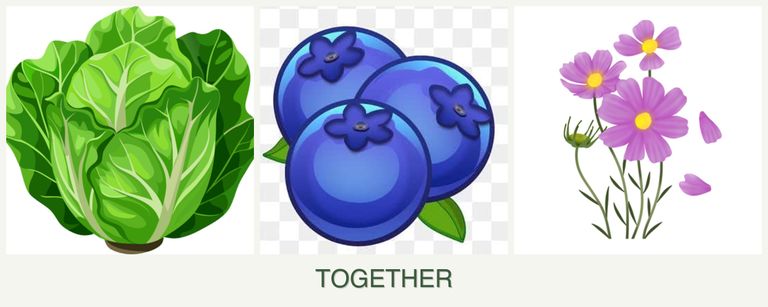 Can you plant lettuce, blueberries and cosmos together?