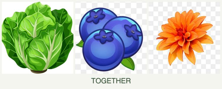 Can you plant lettuce, blueberries and dahlias together?