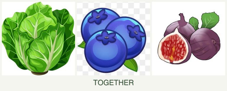Can you plant lettuce, blueberries and figs together?
