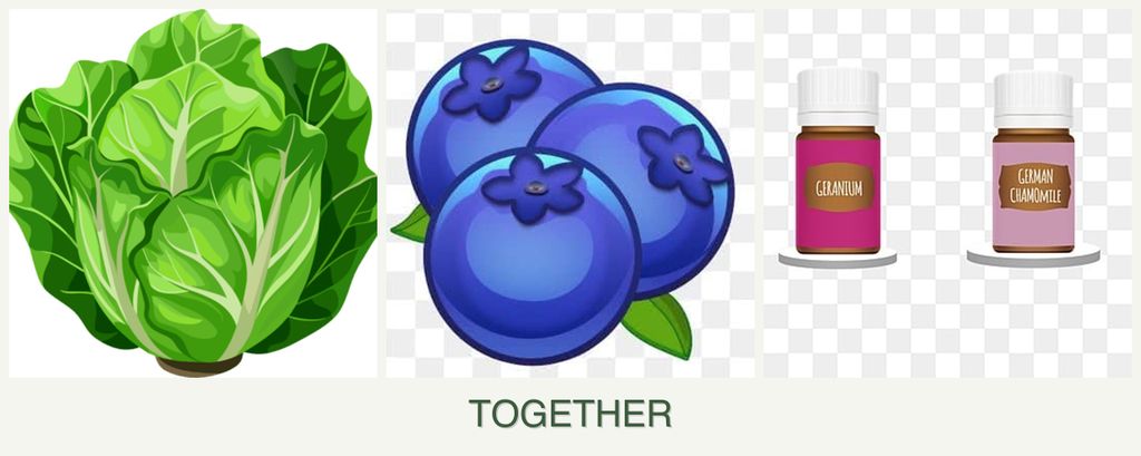 Can you plant lettuce, blueberries and geraniums together?