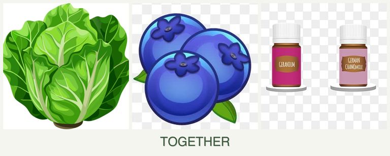 Can you plant lettuce, blueberries and geraniums together?