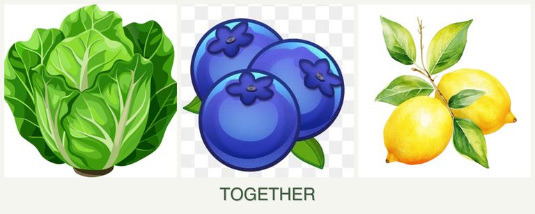 Can you plant lettuce, blueberries and lemons together?