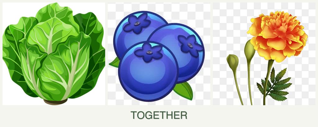 Can you plant lettuce, blueberries and marigolds together?