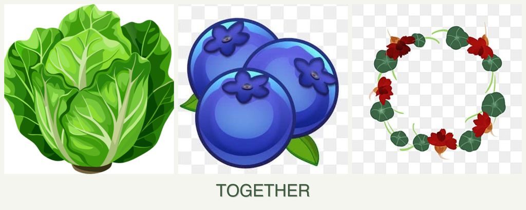 Can you plant lettuce, blueberries and nasturtiums together?