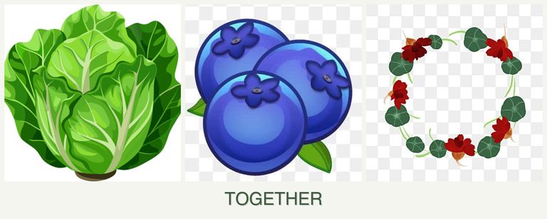 Can you plant lettuce, blueberries and nasturtiums together?