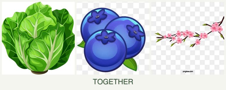Can you plant lettuce, blueberries and peaches together?