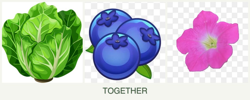 Can you plant lettuce, blueberries and petunias together?