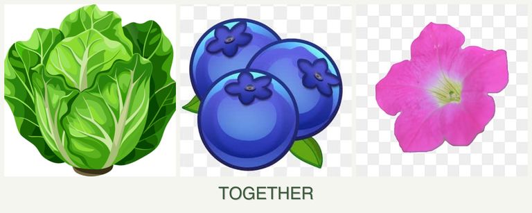 Can you plant lettuce, blueberries and petunias together?