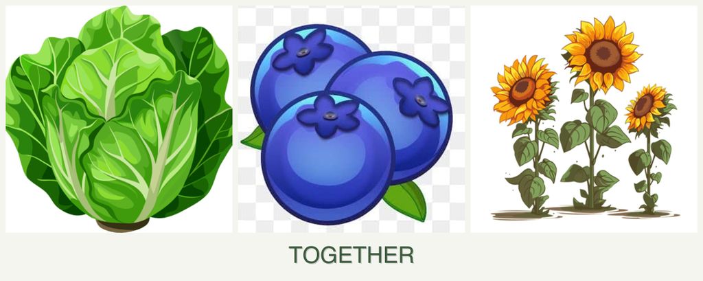 Can you plant lettuce, blueberries and sunflowers together?