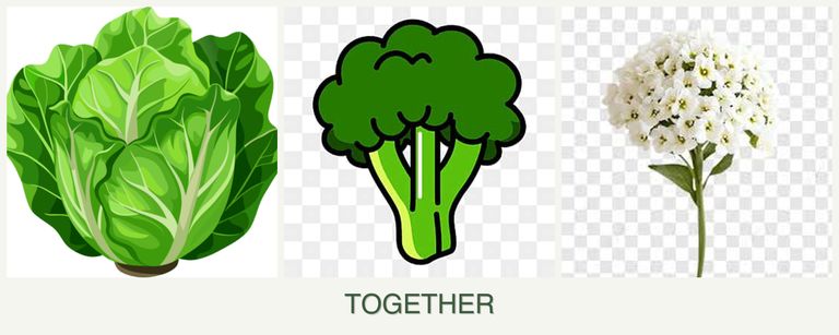 Can you plant lettuce, broccoli and alyssum together?