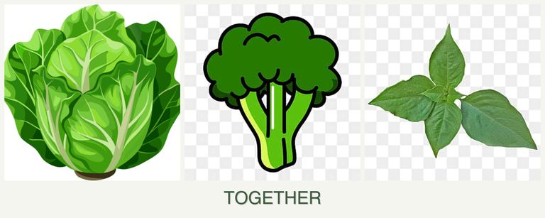 Can you plant lettuce, broccoli and basil together?
