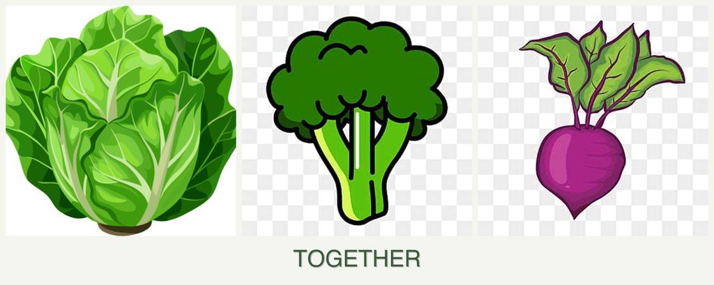 Can you plant lettuce, broccoli and beets together?