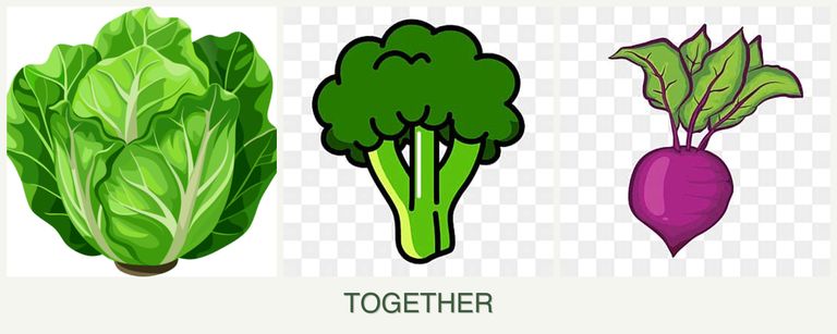 Can you plant lettuce, broccoli and beets together?