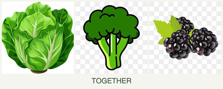 Can you plant lettuce, broccoli and blackberries together?