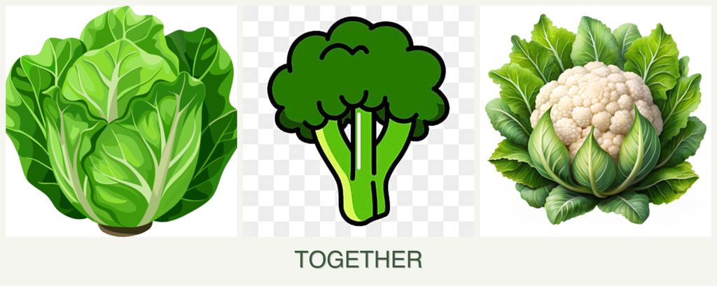 Can you plant lettuce, broccoli and cauliflower together?