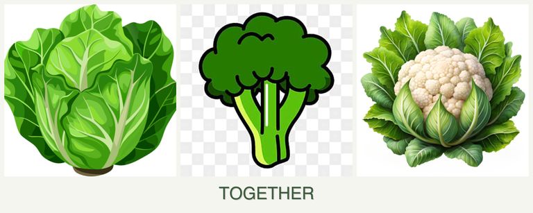Can you plant lettuce, broccoli and cauliflower together?