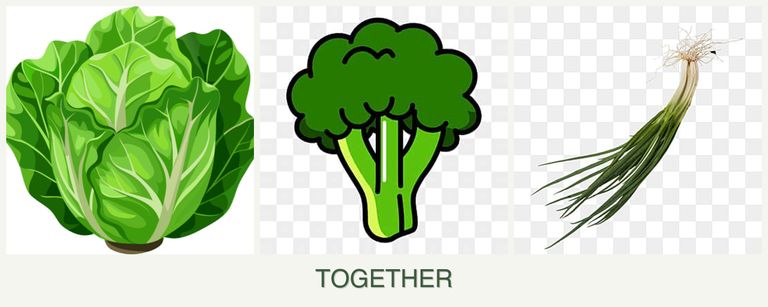 Can you plant lettuce, broccoli and chives together?