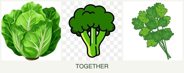 Can you plant lettuce, broccoli and cilantro together?
