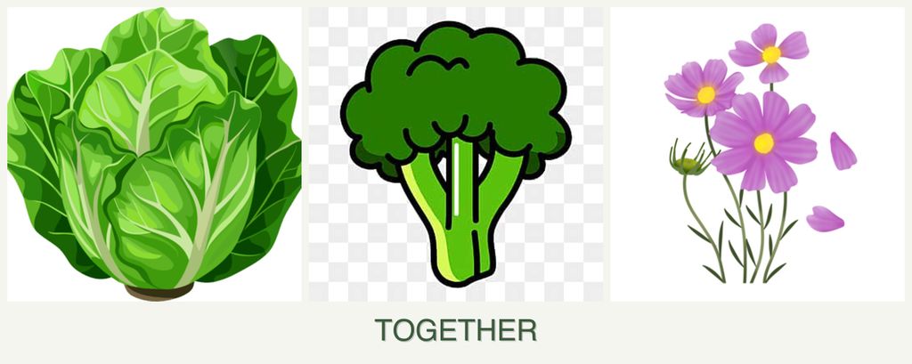 Can you plant lettuce, broccoli and cosmos together?