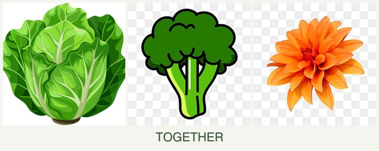 Can you plant lettuce, broccoli and dahlias together?