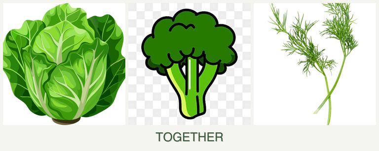 Can you plant lettuce, broccoli and dill together?
