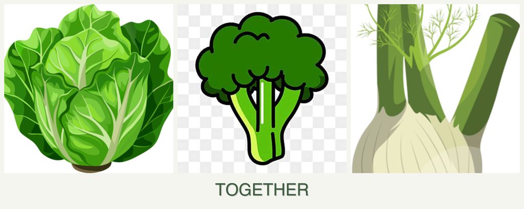 Can you plant lettuce, broccoli and fennel together?