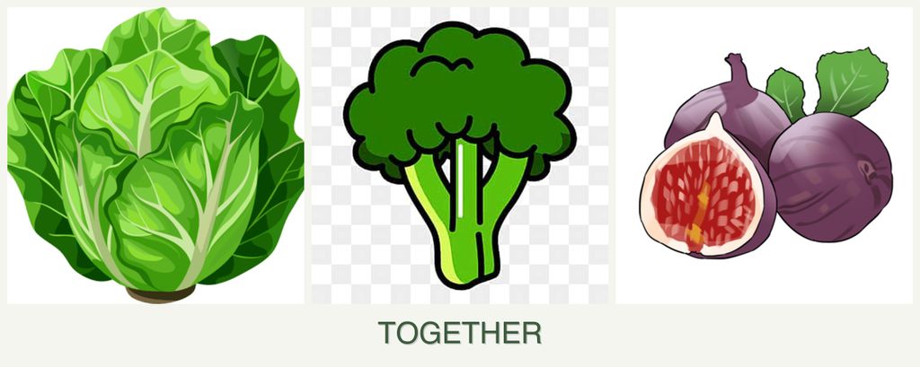 Can you plant lettuce, broccoli and figs together?