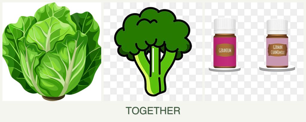 Can you plant lettuce, broccoli and geraniums together?
