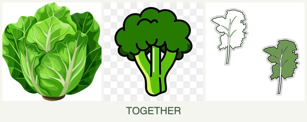 Can you plant lettuce, broccoli and kale together?