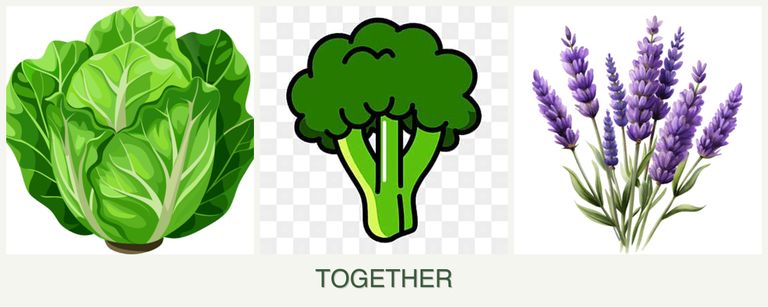 Can you plant lettuce, broccoli and lavender together?