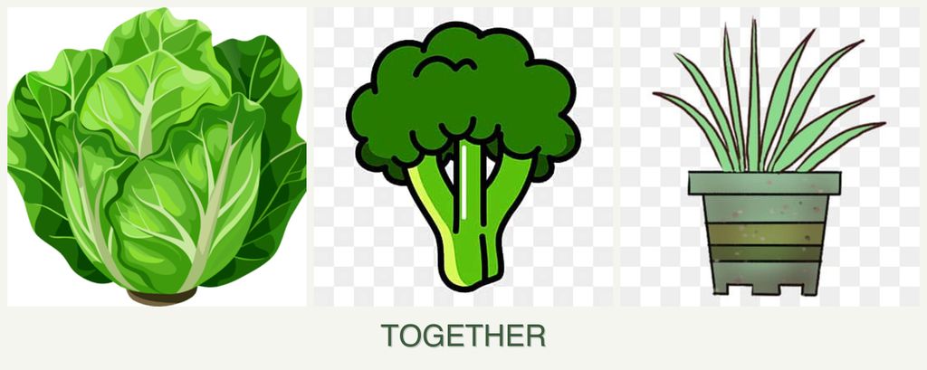 Can you plant lettuce, broccoli and lemongrass together?