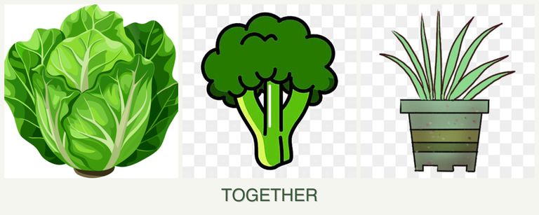 Can you plant lettuce, broccoli and lemongrass together?