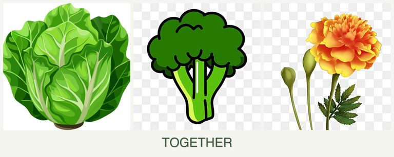Can you plant lettuce, broccoli and marigolds together?