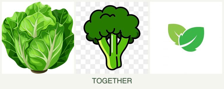 Can you plant lettuce, broccoli and mint together?