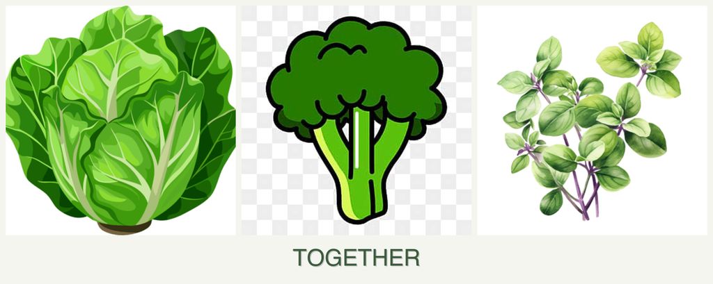 Can you plant lettuce, broccoli and oregano together?