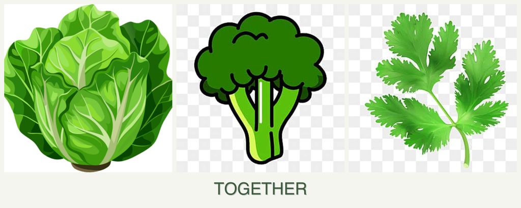 Can you plant lettuce, broccoli and parsley together?