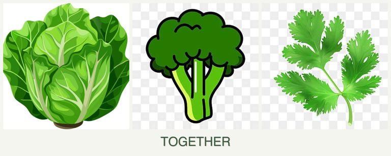 Can you plant lettuce, broccoli and parsley together?