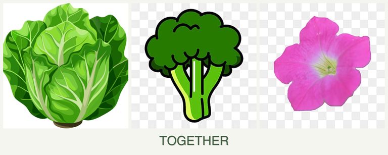 Can you plant lettuce, broccoli and petunias together?
