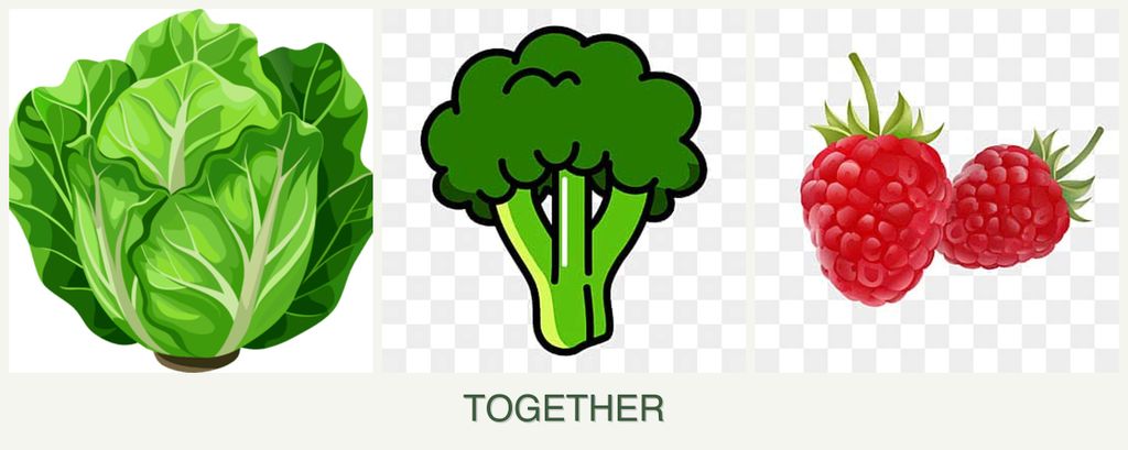 Can you plant lettuce, broccoli and raspberries together?