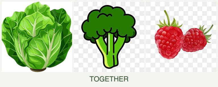 Can you plant lettuce, broccoli and raspberries together?