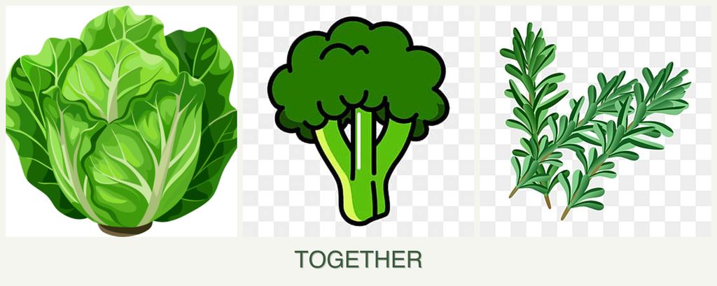 Can you plant lettuce, broccoli and rosemary together?