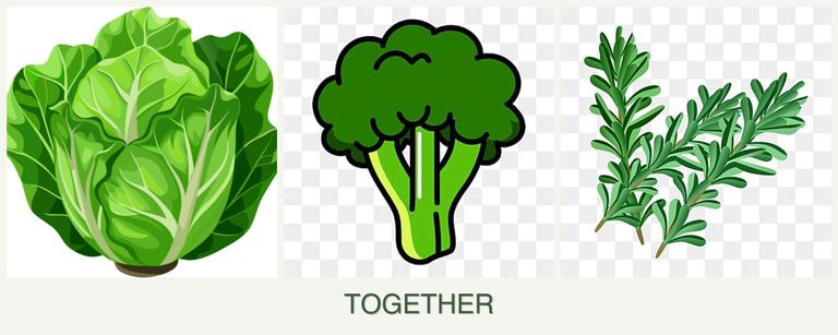 Can you plant lettuce, broccoli and rosemary together?