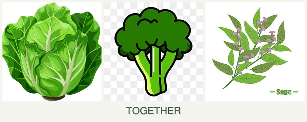 Can you plant lettuce, broccoli and sage together?