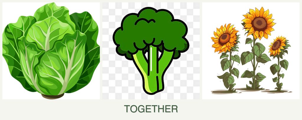 Can you plant lettuce, broccoli and sunflowers together?