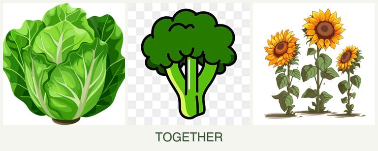 Can you plant lettuce, broccoli and sunflowers together?
