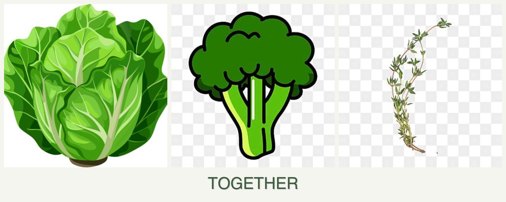 Can you plant lettuce, broccoli and thyme together?