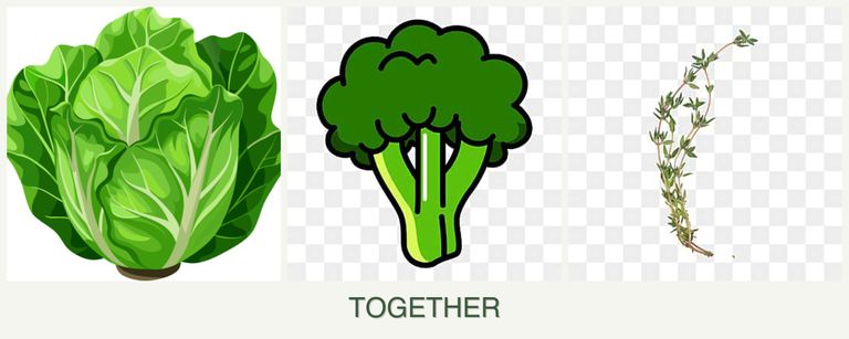 Can you plant lettuce, broccoli and thyme together?