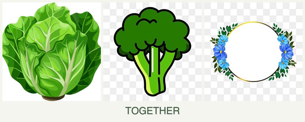 Can you plant lettuce, broccoli and zinnias together?