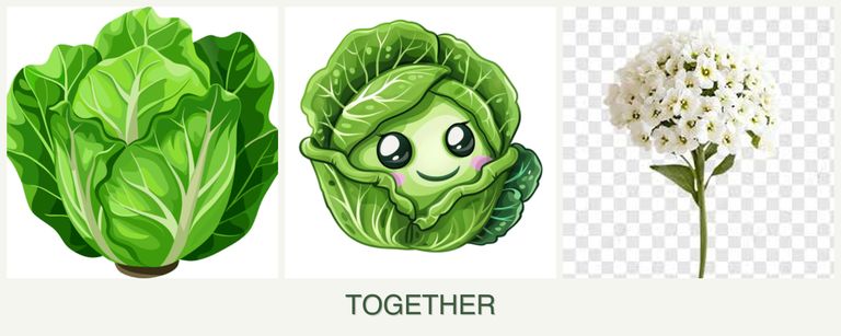 Can you plant lettuce, cabbage and alyssum together?